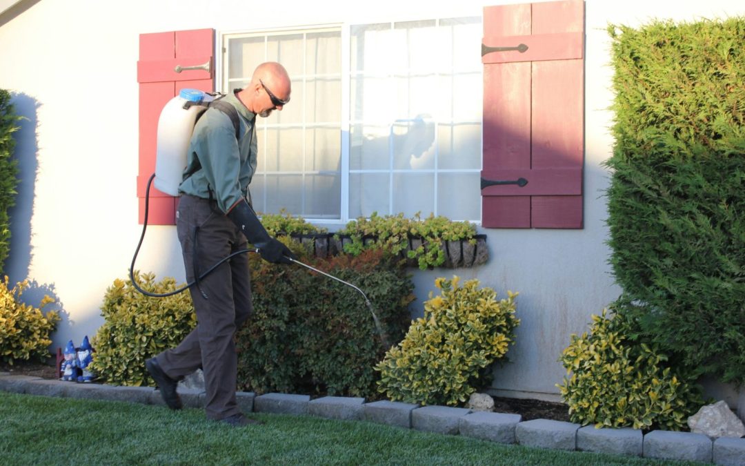 Year-Round Pest Control in Dallas, TX: How to Keep Common Pests Out of Your Home