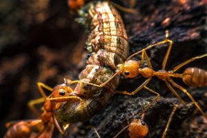 ant control experts
