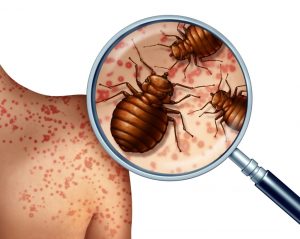 bed bug control experts