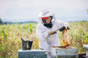 bee removal company