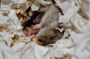 Dallas TX rodent control