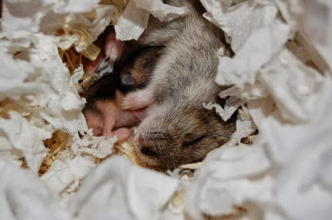 Dallas TX rodent control Dallas TX rodent control