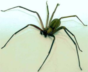 Dallas TX spider removal