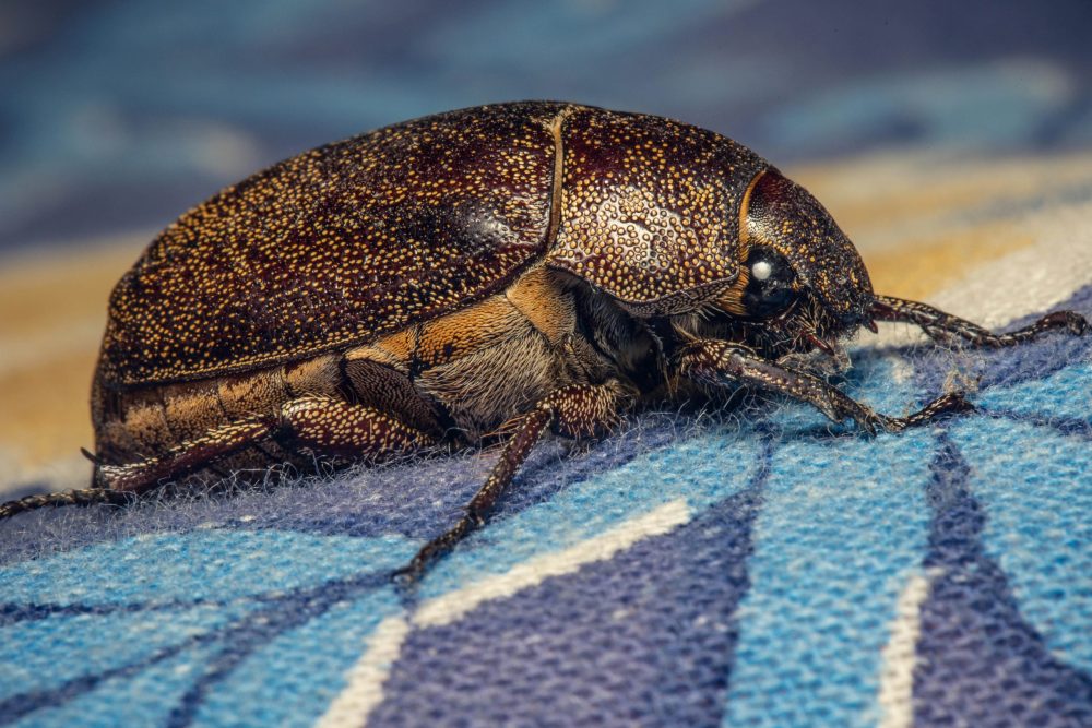 ant control experts