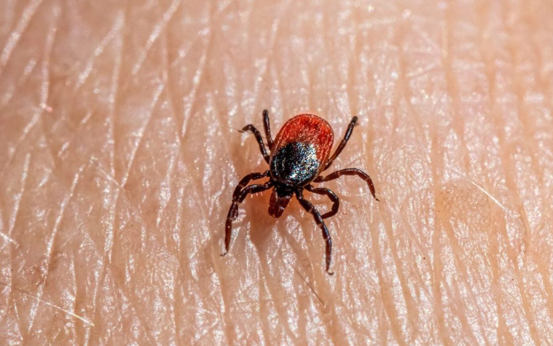 Tick Control in Dallas, TX: Protecting Your Home and Yard During Fall and Winter