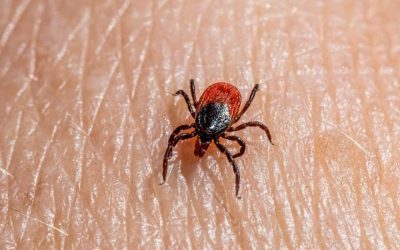 Tick Control in Dallas, TX: Protecting Your Home and Yard During Fall and Winter