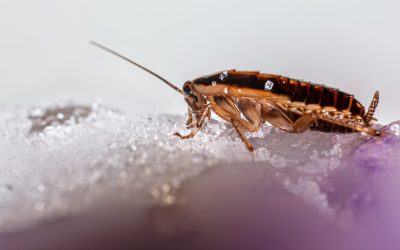 Cockroaches in Dallas During Fall and Winter: How to Keep Your Home Pest-Free