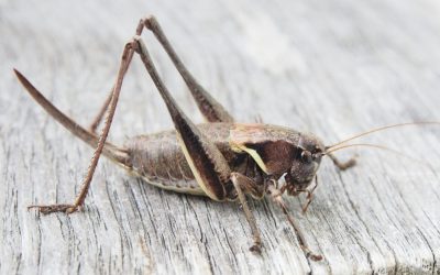 Crickets in Dallas During Fall and Winter: How to Keep These Pests Out of Your Home