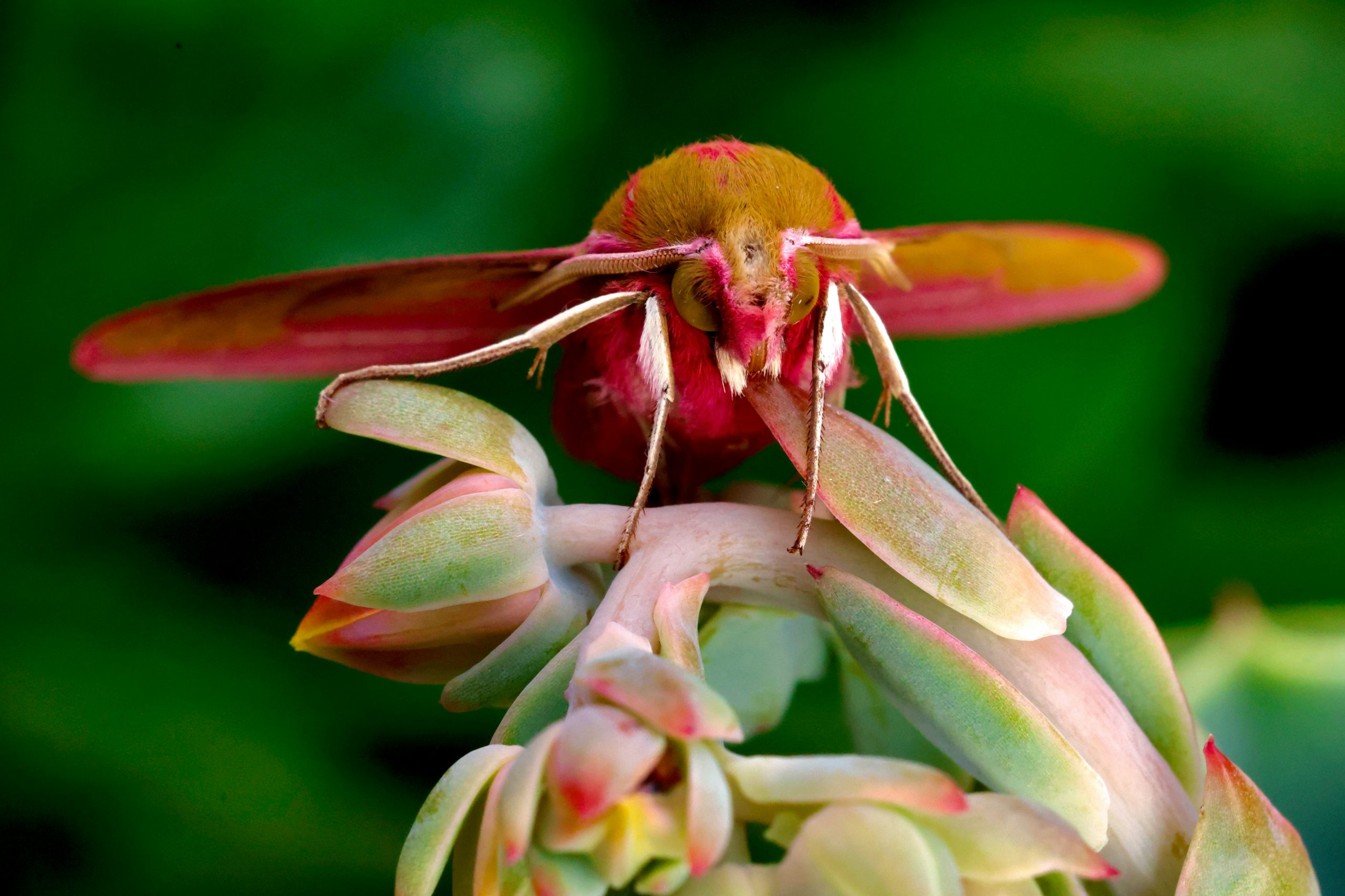 ant control experts