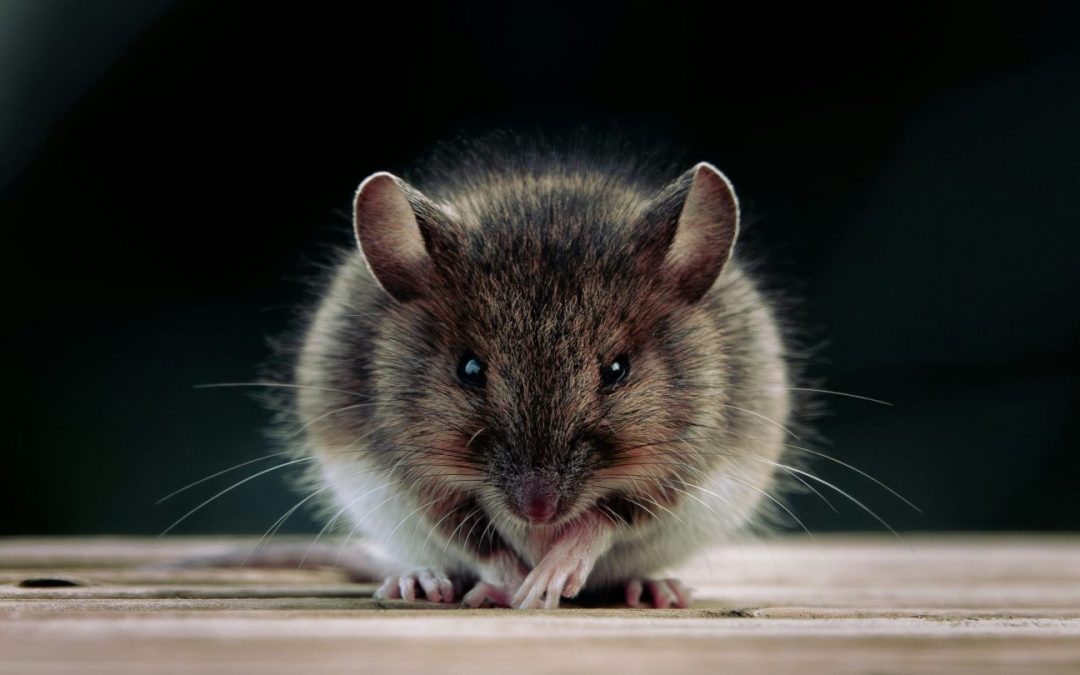 Rodent Control in Dallas, TX: How to Keep Mice and Rats Out During Fall and Winter