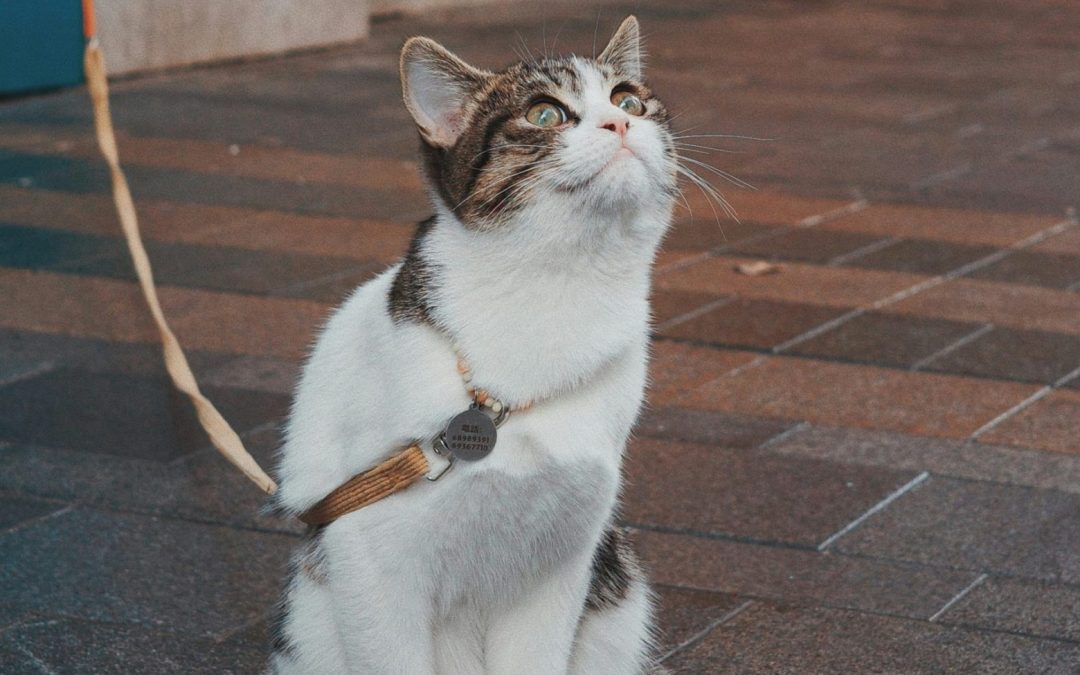 Fleas in Fall and Winter: Why Dallas Homeowners Still Need Flea Control