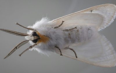 Moths in Dallas During Fall and Winter: How to Protect Your Home From Infestations