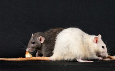 Rodent Control in Dallas, TX: How to Keep Mice and Rats Out During Fall and Winter