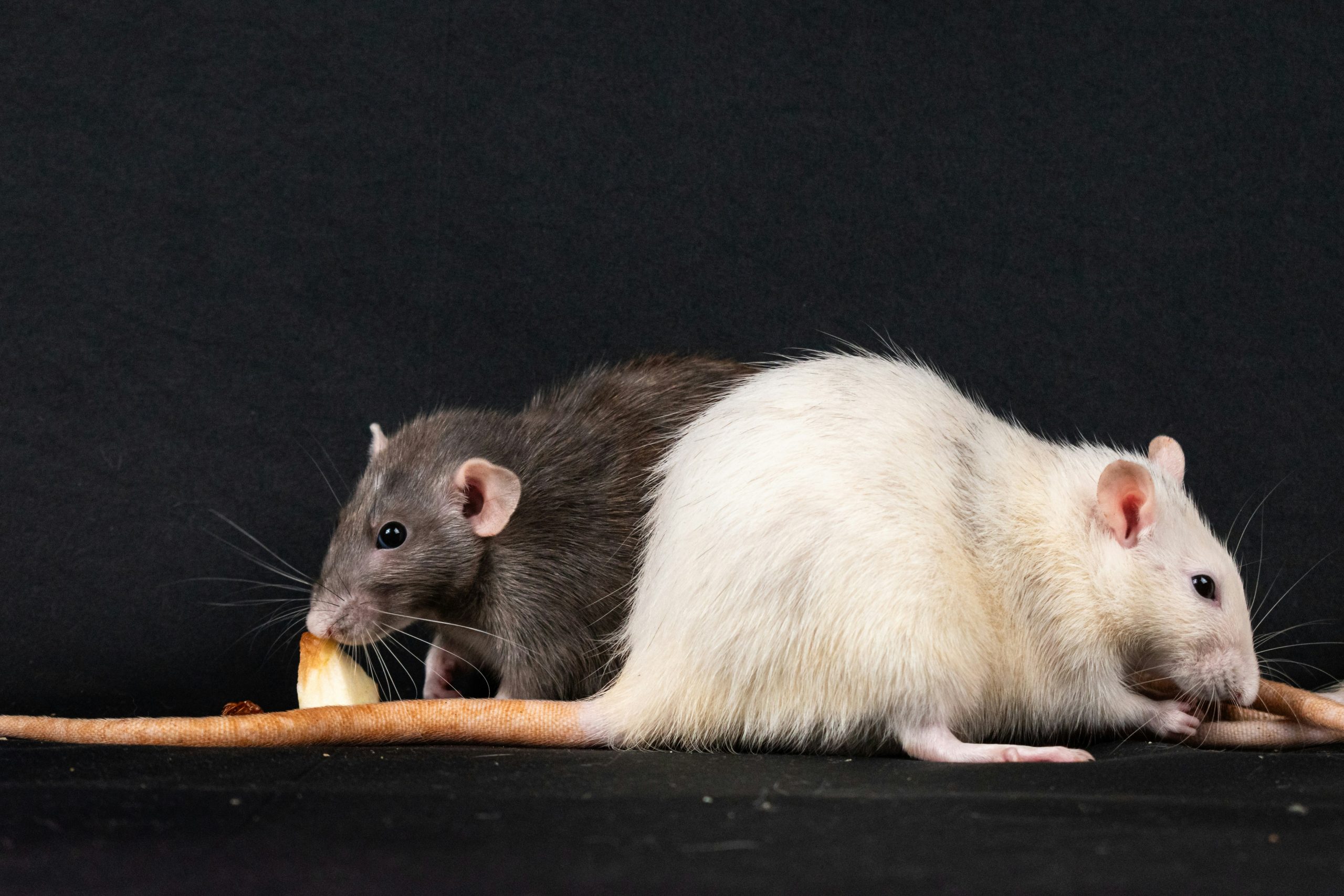 Rodent Control in Dallas, TX: How to Keep Mice and Rats Out During Fall and Winter