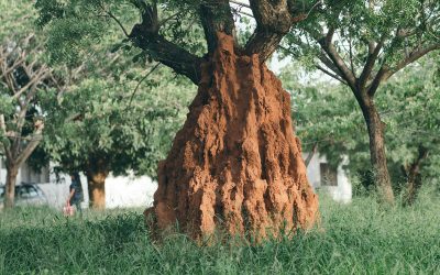 Termite Treatment in Dallas, TX: Signs of an Infestation and How to Protect Your Home