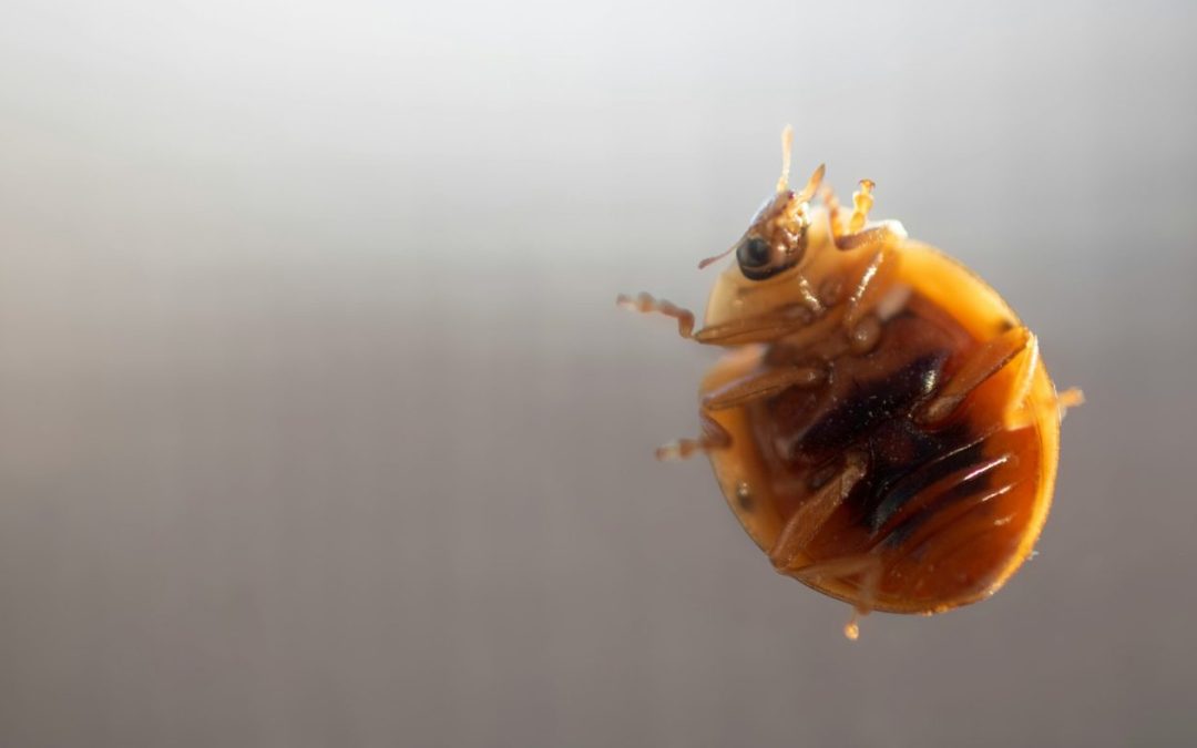 Bed Bug Treatment in Dallas, TX: How to Find, Prevent, and Eliminate an Infestation