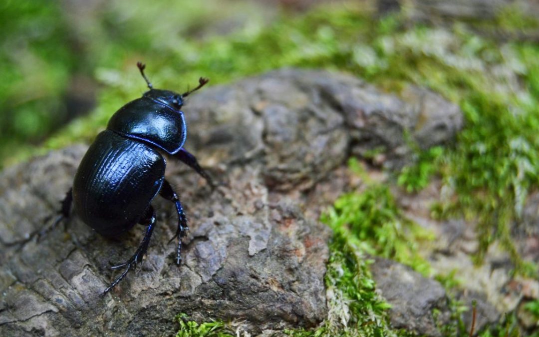 Beetles in Dallas During Fall and Winter: How to Prevent and Control Indoor Infestations