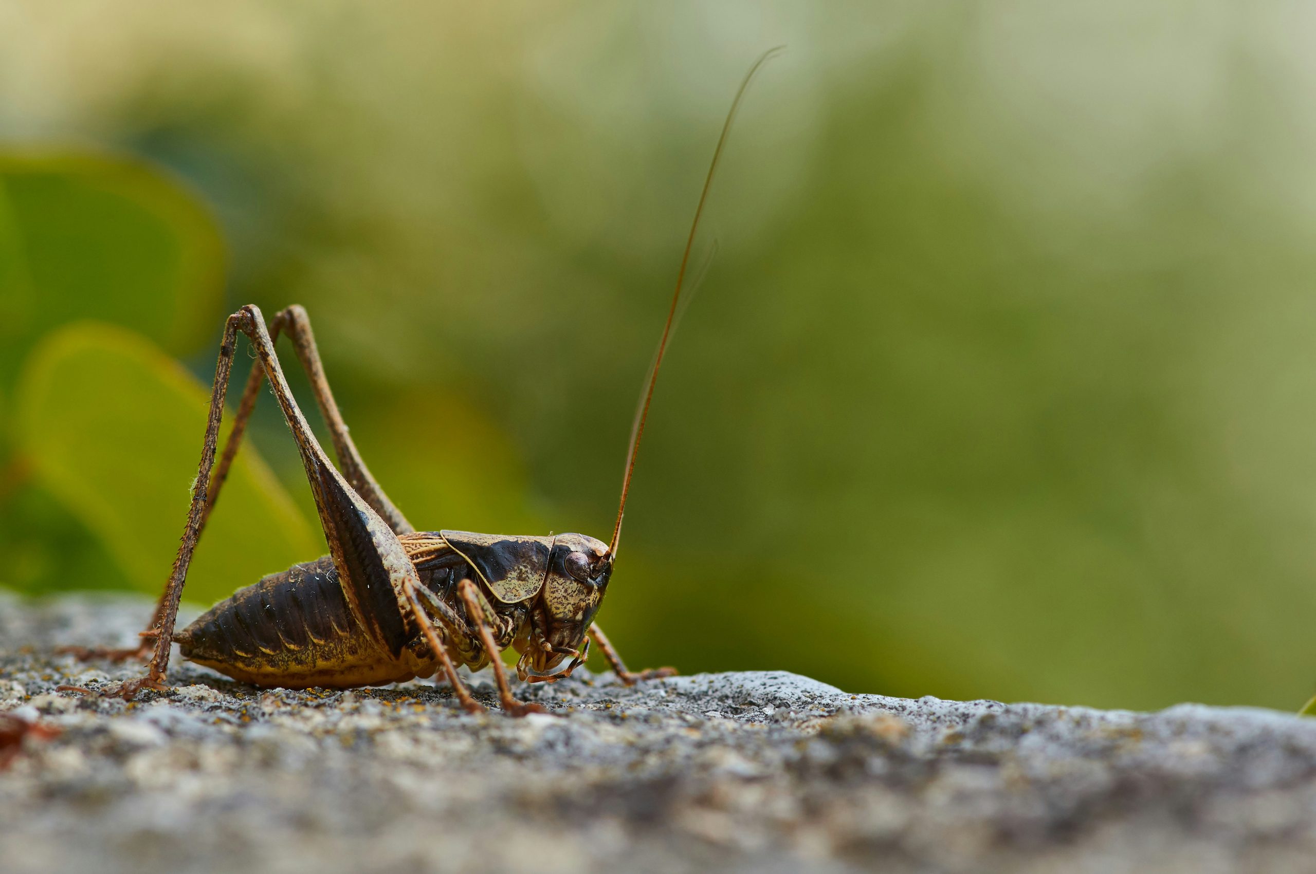 ant control experts